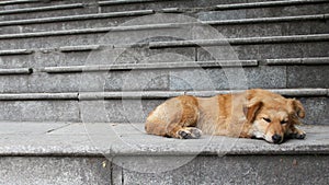 Dog lying down on stairs