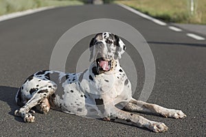 Dog lying down on street