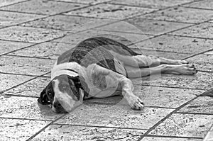 Black and white photo of a dog lying on pedestrian street