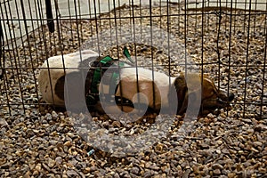 A dog lying in a pen at an animal adoption fair.