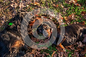 The dog is lying on fallen leaves.Command to lie down.