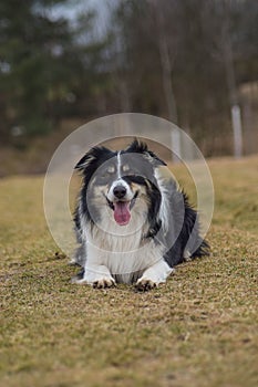 Dog is lying on the field.