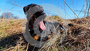 Dog lying in field