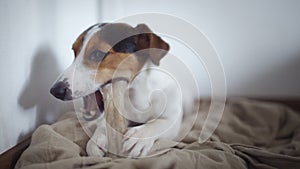 Dog lying on floor and gnaw bone.