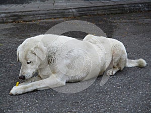 A Dog Lying On The Floor And Holding A Snack