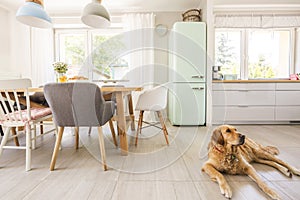 Dog lying on the floor in real photo dining room and kitchen int