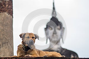 Dog lying in front of a buddha statue