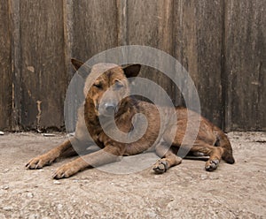 Dog lying in front view near wood wall.