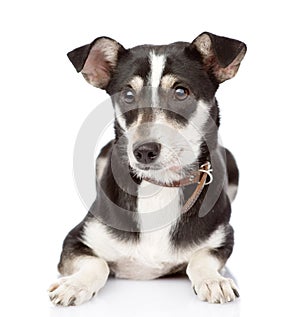 Dog lying in front. on white background