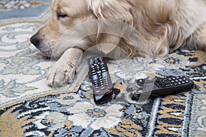 The dog is lying with gnawed TV remotes and a gnawed phone