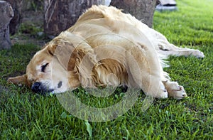 Dog lying in the grass.