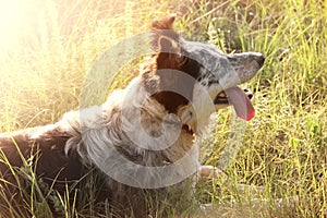 Dog lying in grass