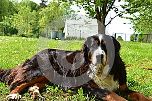 Dog lying in the grass