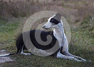 Dog is lying on the grass