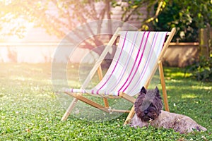 Dog lying on the grass in front of a lounge chair. Sunset on the lawn of the garden