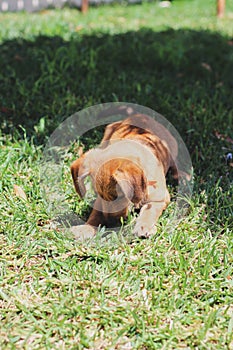Dog lying on grass gnawing bitting