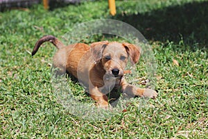 dog lying on the grass looking at the camera with grass