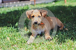 dog lying on the grass looking at the camera with grass