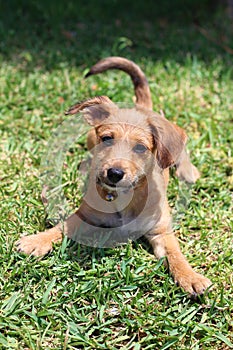 dog lying on the grass looking at the camera with your head tilted