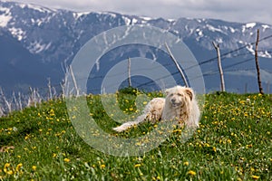 Dog lying on the grass with mountains in the background