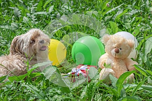 Dog lying in the grass near balloons and toy