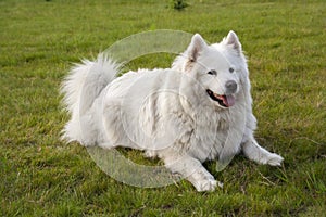 Dog lying on grass