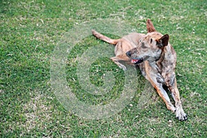 Dog lying on green grass