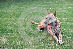 Dog lying on green grass outdoor