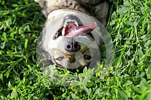 dog lying on green grass in spring Sunny meadow funny sticking out his tongue and rolling his eyes