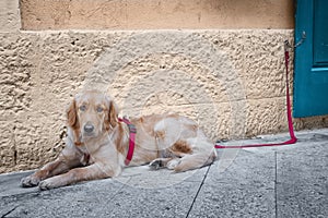 Dog lying on the ground tied with a red rope