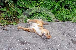 Dog lying on ground wants to play with people against bushes