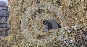 Dog lying in a haystack