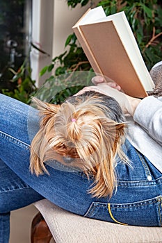 Dog lying in the lap of a woman reading a book