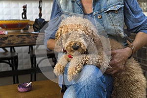 Dog Lying in The Lap of Woman