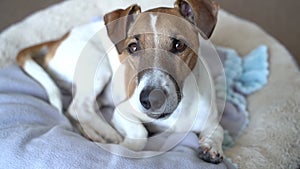 dog lying on light comfortable bed looking at camera and tilting the head listening attentively