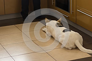 Dog lying near stove in kitchen and patiently waiting till master finish cooking canine food