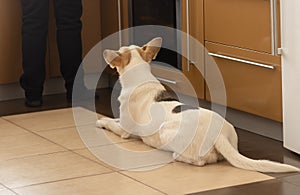 Dog lying near stove and patiently waiting till master finish cooking canine food