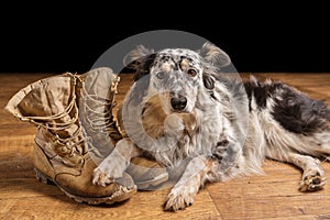 Dog lying next to combat boots