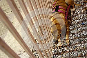 A dog lying in a pen at an animal adoption fair.