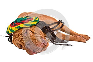 Dog Lying in Rastafarian Hat