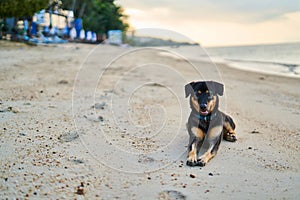 The dog is lying on the sandy beach