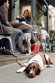 Dog Lying On Sidewalk Outside Cafe