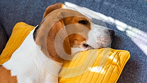 Dog lying, sleeping on the sofa on yellow pillow. Canine background