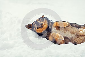 Dog lying on the snow
