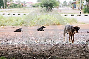 A dog lying on the stone floor