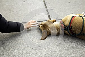 Dog lying on street