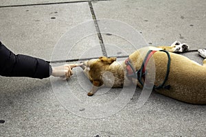 Dog lying on street