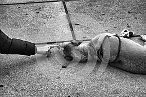 Dog lying on street