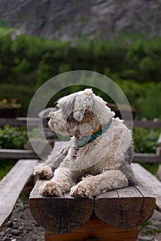 Dog in the mountains