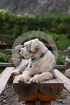 Dog in the mountains